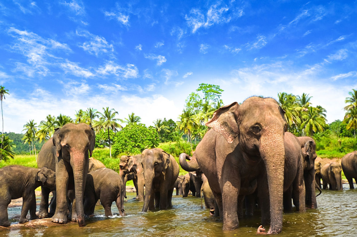 Sri-Lanka-Elephants-©-Surangaw---iStock
