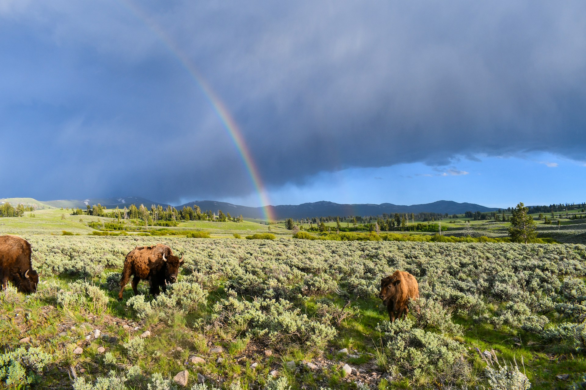 Bison standing in an open prairie with rain clouds and a rainbow in the background