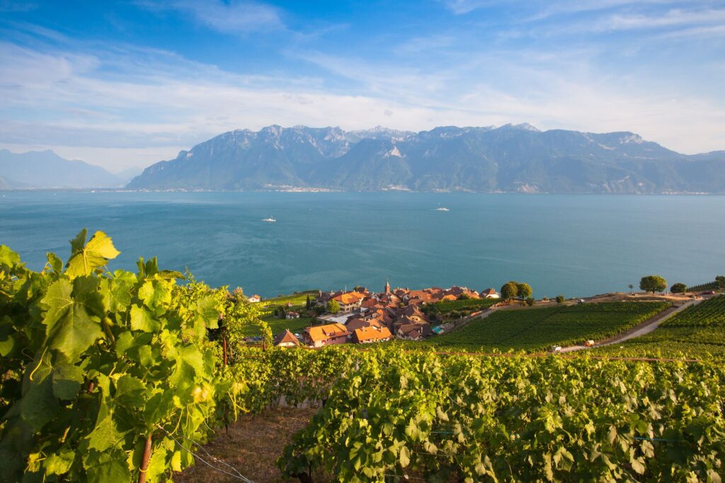 Image of a vineyard in Lavaux, looking downhill along a row of green vines towards the town with Lake Geneva in the background.