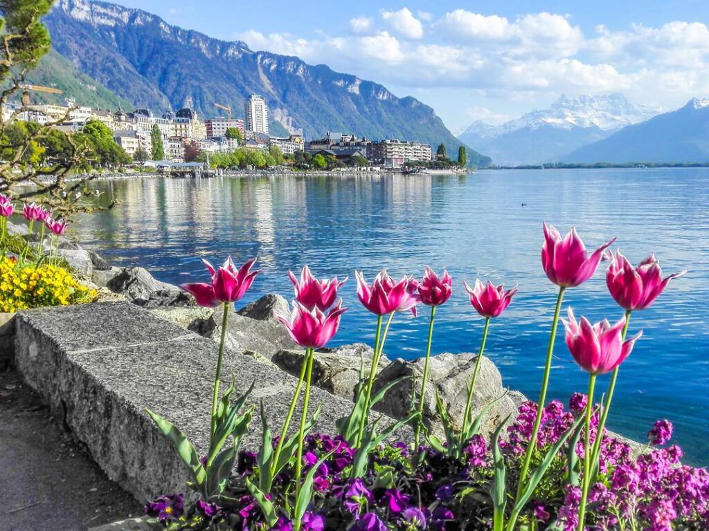 Image of a view over Lake Geneva towards the town of Montreux, with pink tulips in the foreground