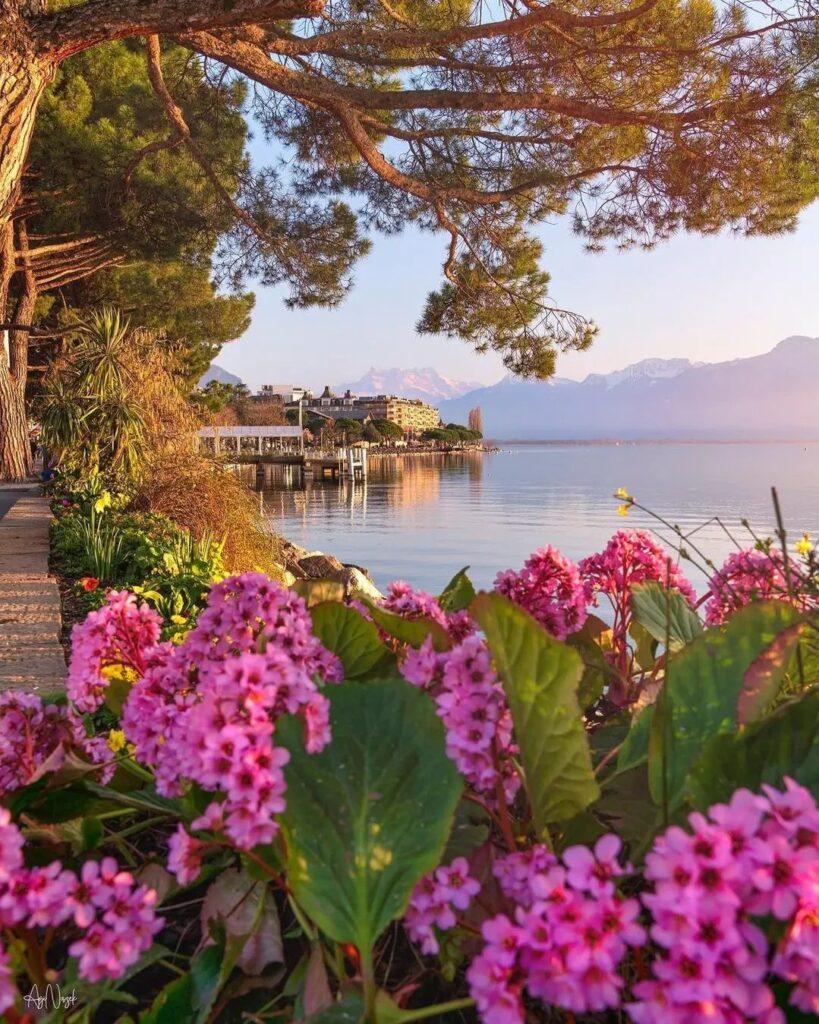 An image of Montreux at sunset, looking over the shore of Lake Geneva with pink hydrangeas in the forground
