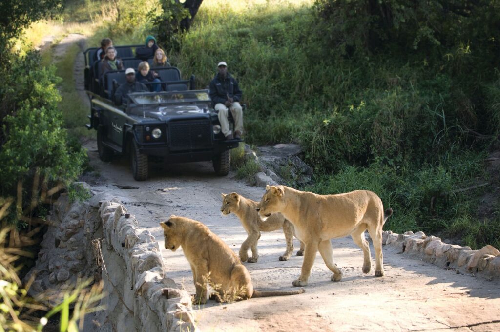 Three lions sit and stand on the road in Africa, with a safari jeep in the background and people watching the animals