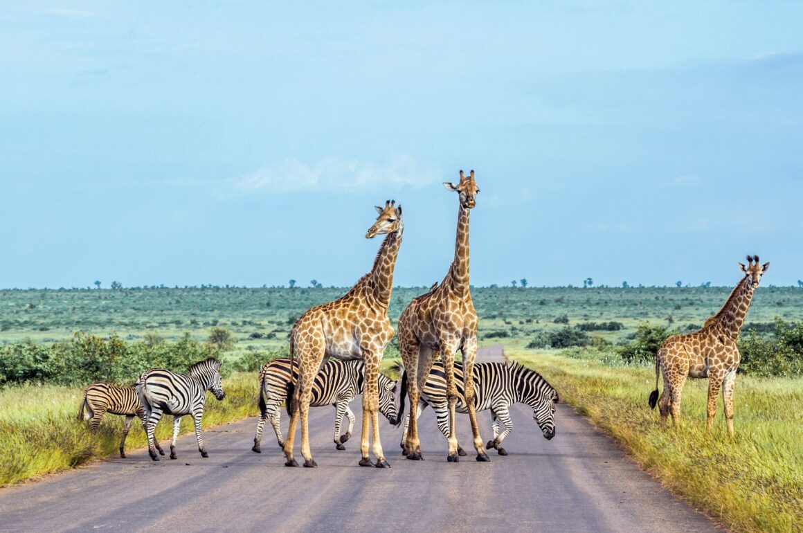 Image of giraffes and zebras crossing an empty road od safari out in the African bushland
