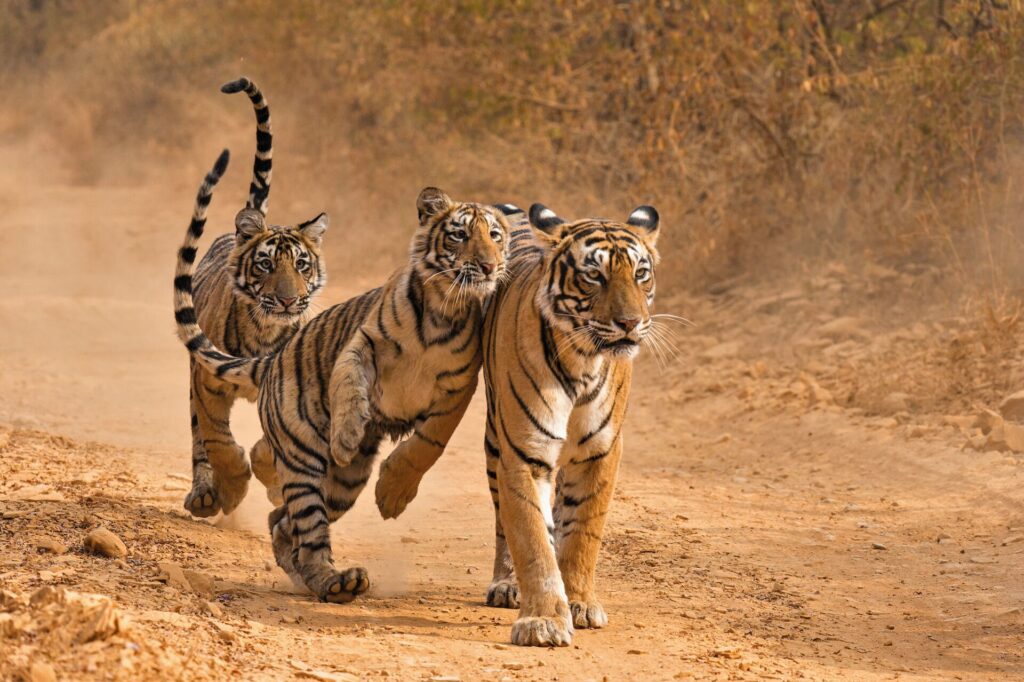 Image of three tiger cubs playing in the sandy landscape