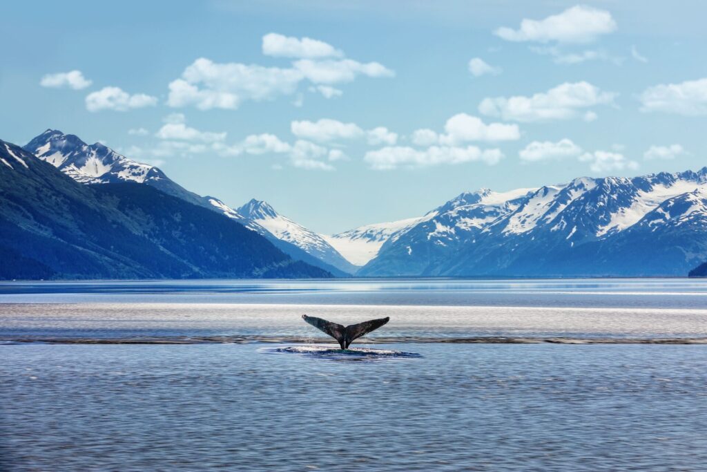 Alaskan landscape featuring mountains and water, with the tail of a humpback whale showing above the water.