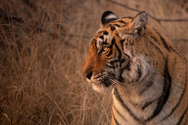 tiger in Ranthambore National Park, India's former royal hunting grounds