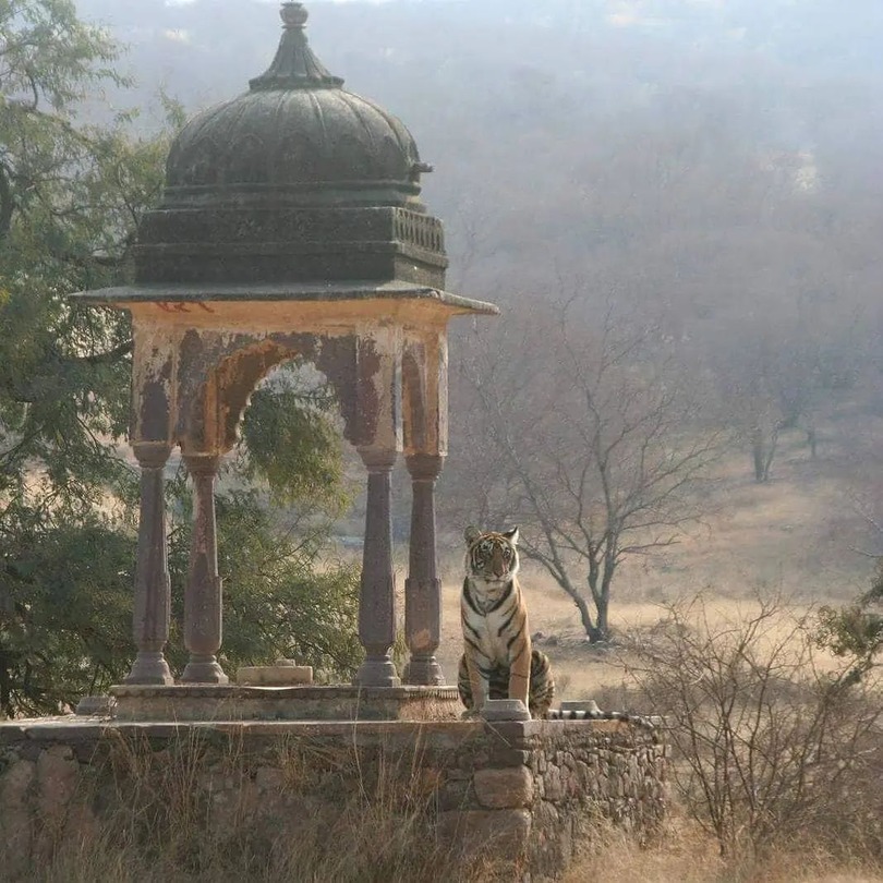 Image of a tiger sitting on an ancient ruin in Ranthambore National Park 