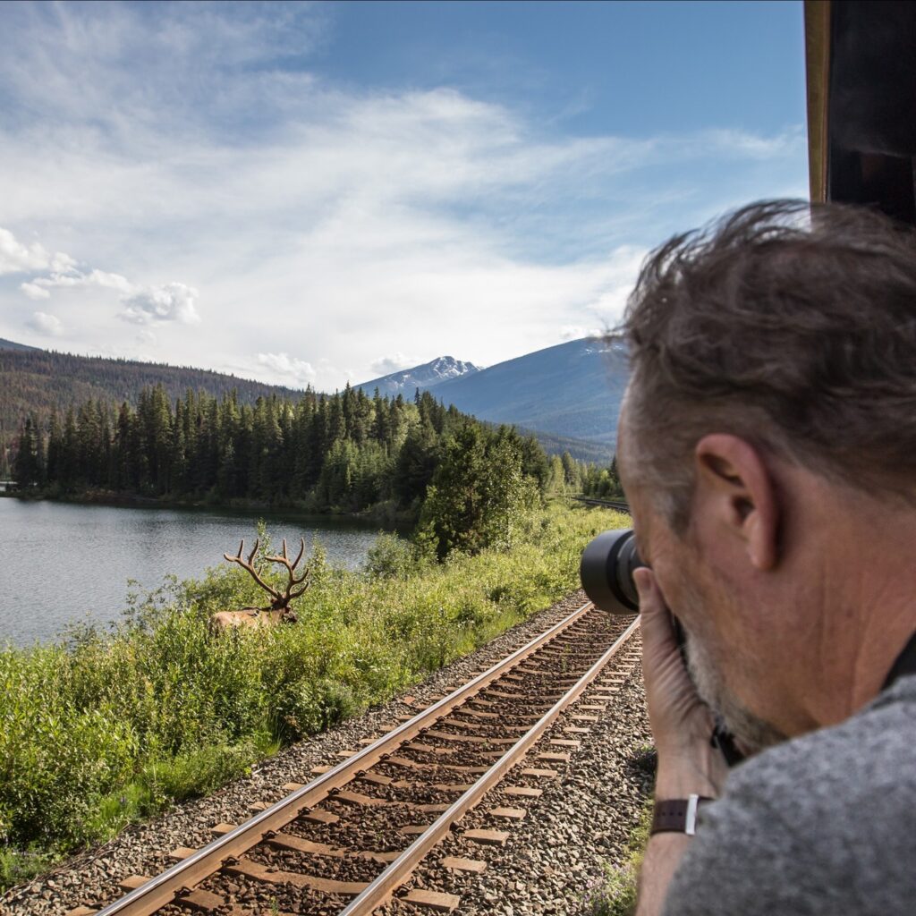 passenger taking a photo of a moose as the Rocky Mountaineer travels through the Canadian Rockies