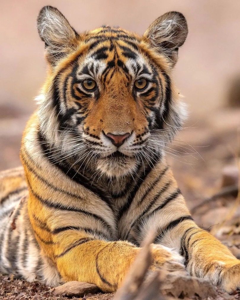Close up image of a young tiger in Ranthambore National Park 