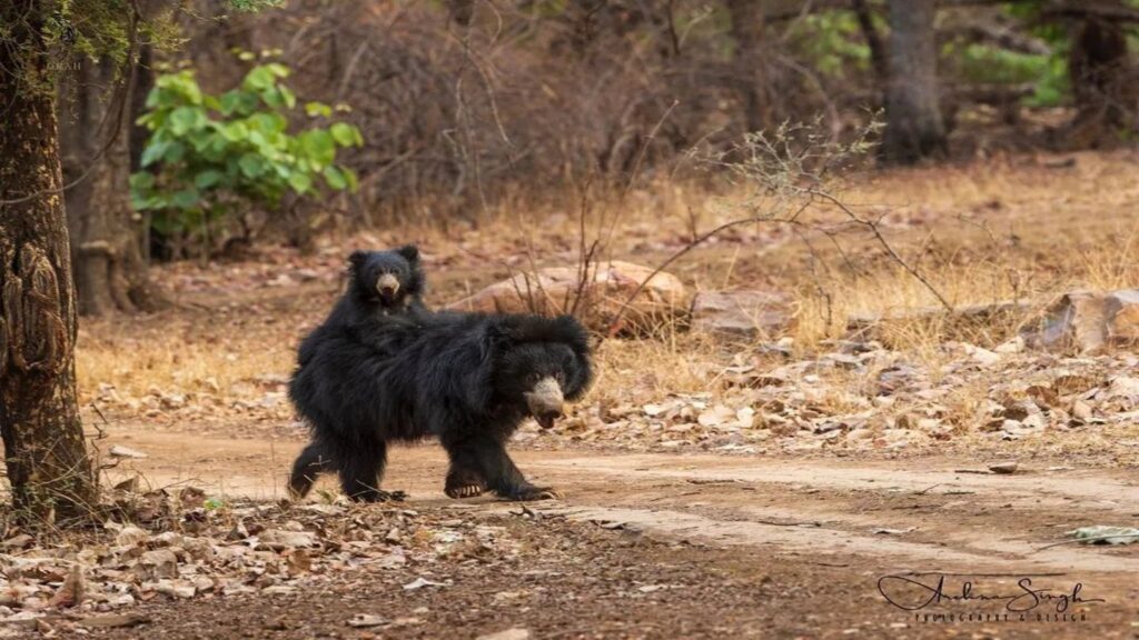 Image of an adult and a cub sloth bear in Ranthambore National Park