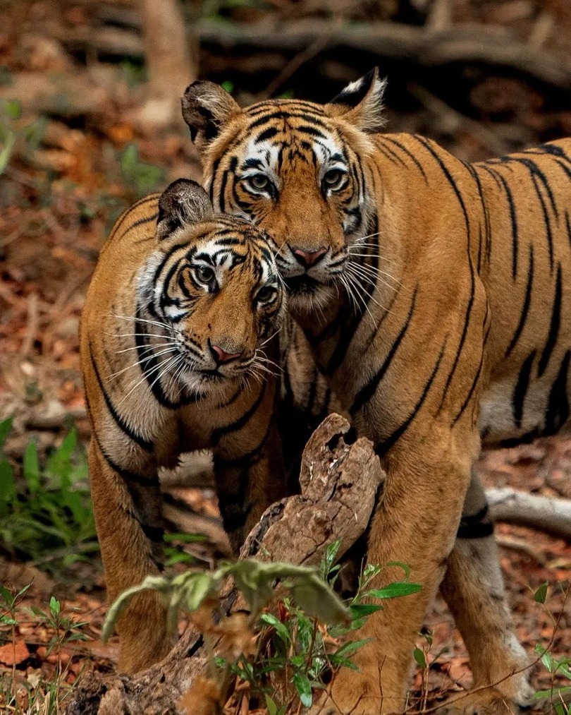 Image of two tigers in Ranthambore National Park, standing close together in woodland