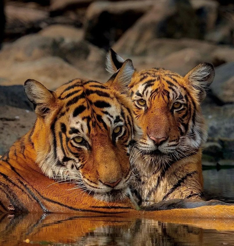 Close up image of two tigers bathing in Ranthambore National Park