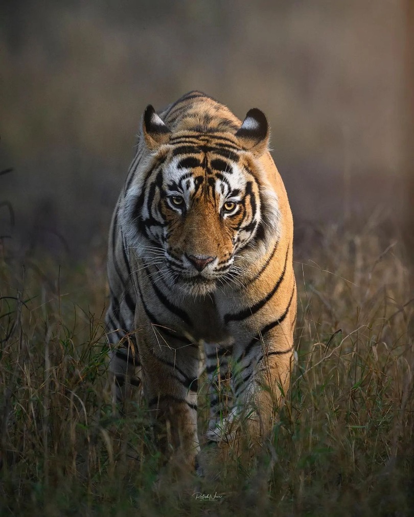 Image of a Bengal tiger in Ranthambore National Park, walking towards the camera through long grass