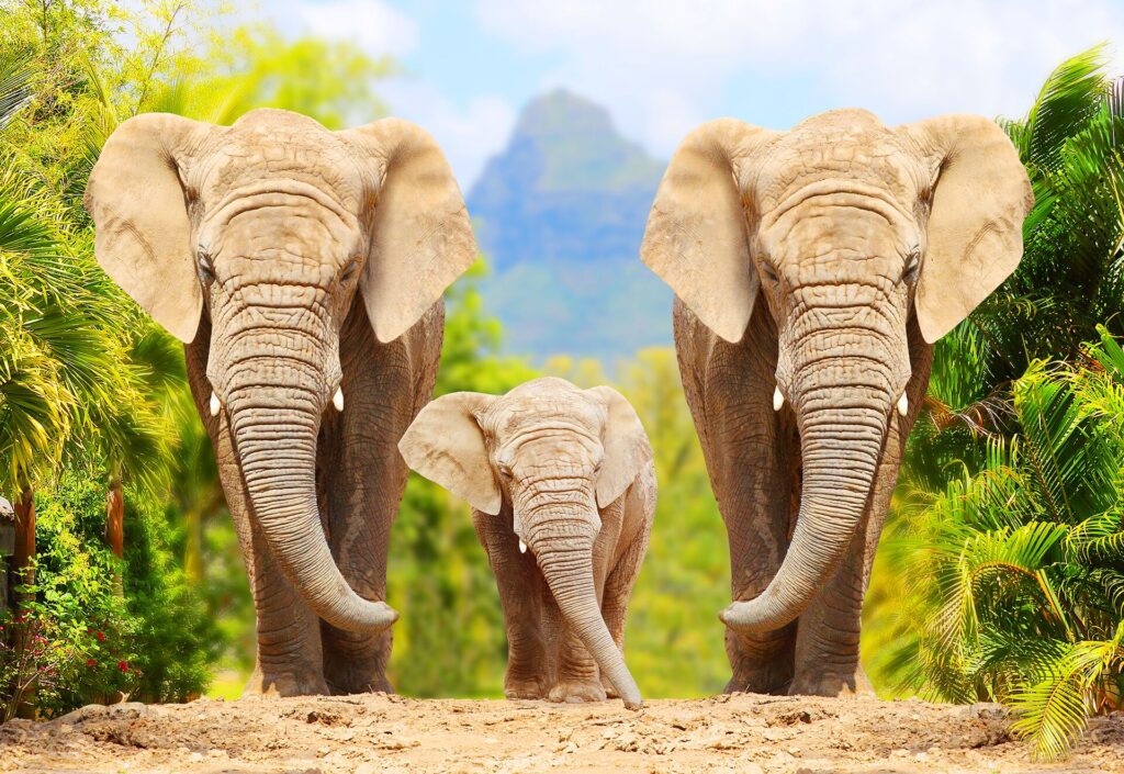 Image of three elephants walking towards the camera in the African bush, two adults with a baby in the middle against a green background