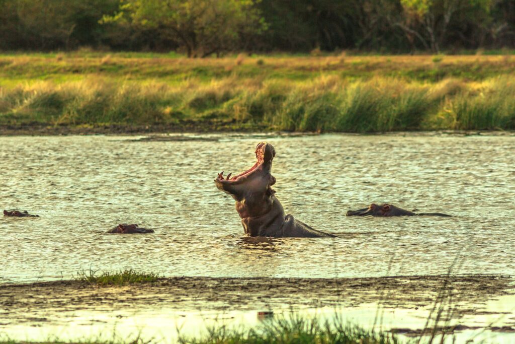 lake in Africa with a hippo rising out of the water, mouth open and other hippos swimming around it