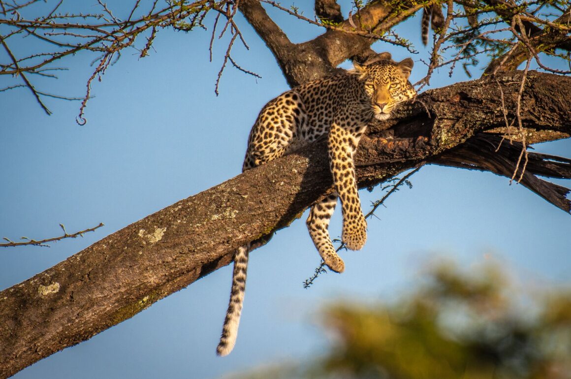 Close up image of leopard lounging in a tree against a blue sky