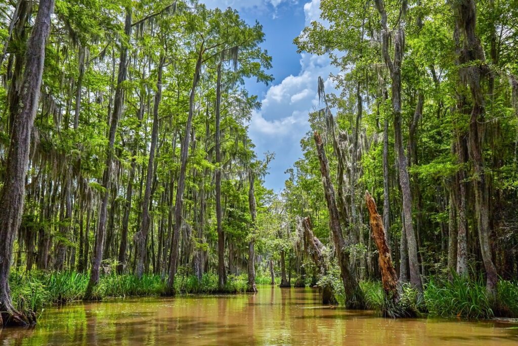 Image of honey island swamp trees in Louisiana wetlands