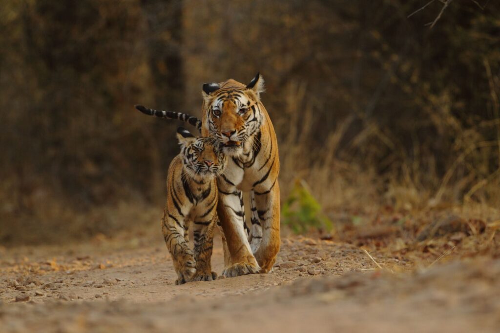 Image of tiger walking with her cub along a dusty path