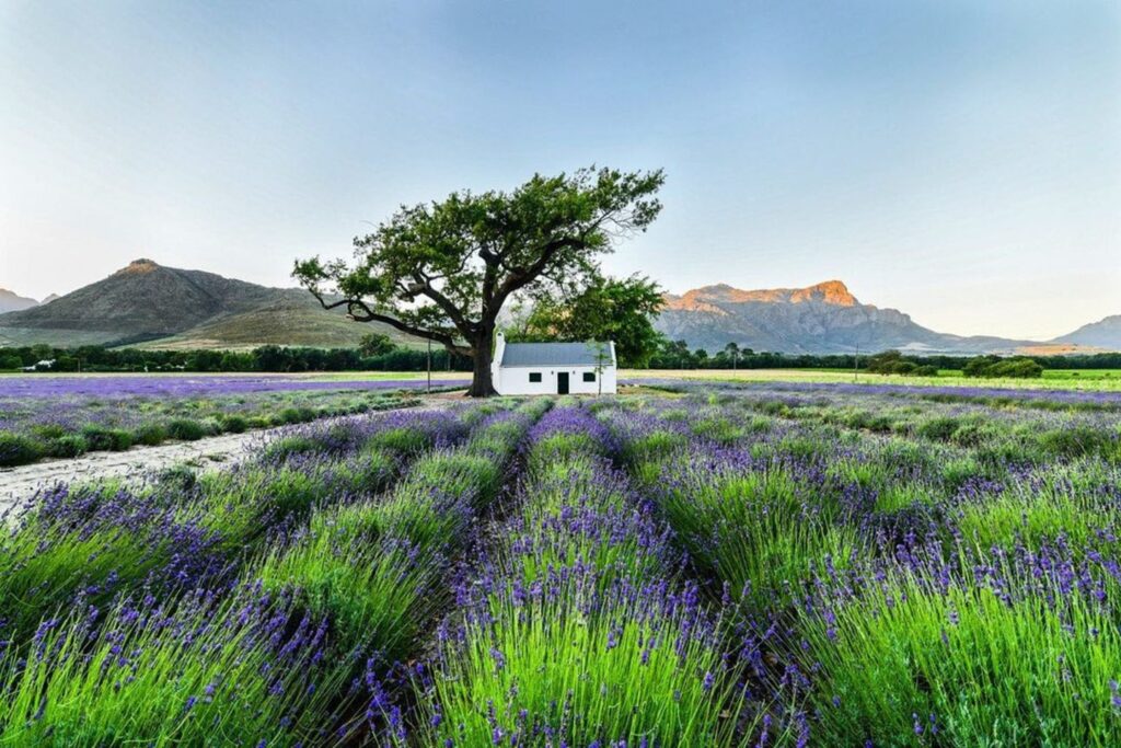 La Motte Wine Estate South Africa