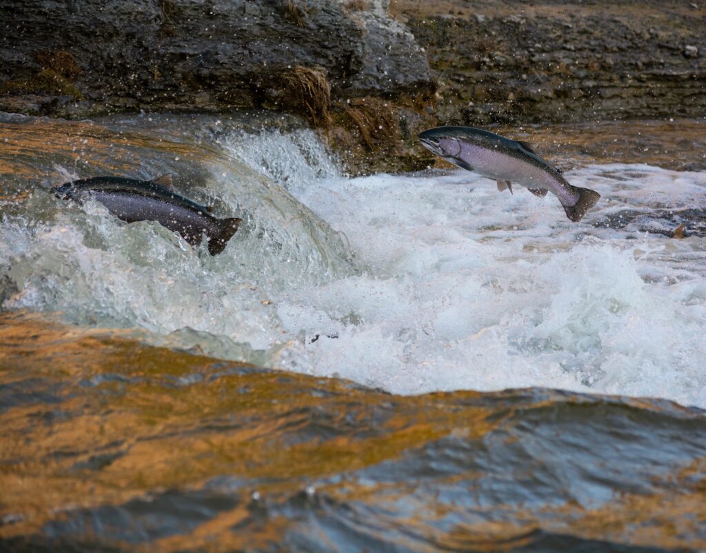 Image of two salmon leaping upstream in ruching waters, Eastern Canada