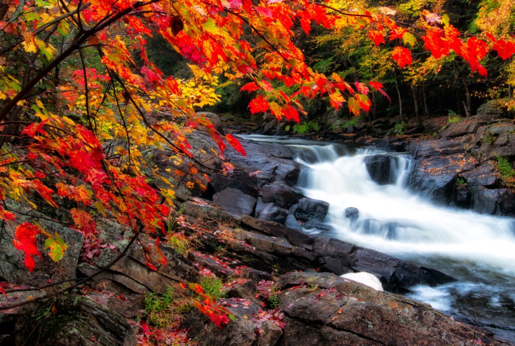 Image of bright crimson and gold leaves in the foreground with a cascading river behind in Eastern Canada