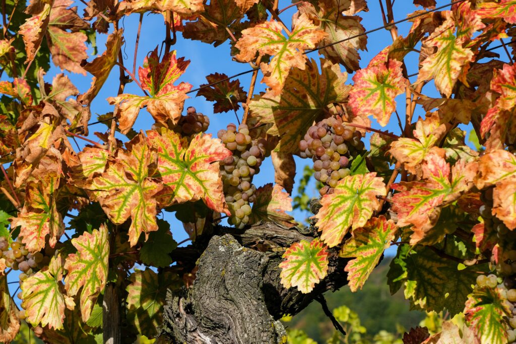 Image of grapes and leaves on vines, in red, yellow and green fall colors