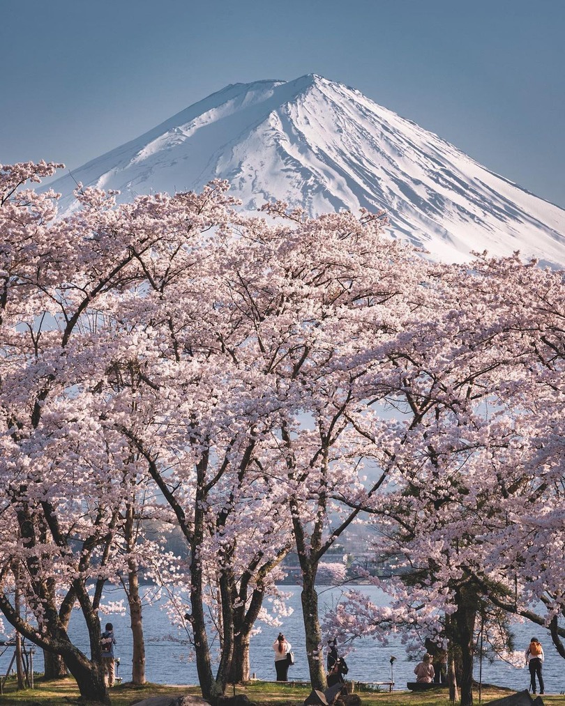 cherry blossoms Mount Fuji Japan