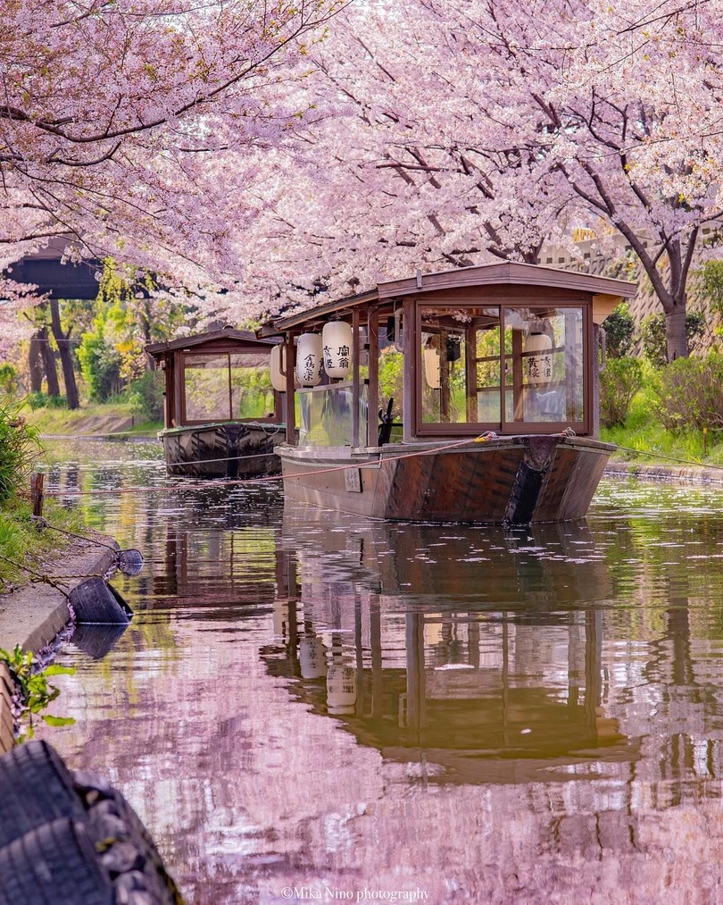 cherry blossoms river boats Japan