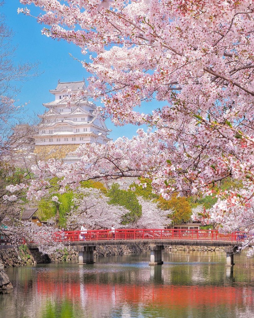 cherry blossoms temple Japan