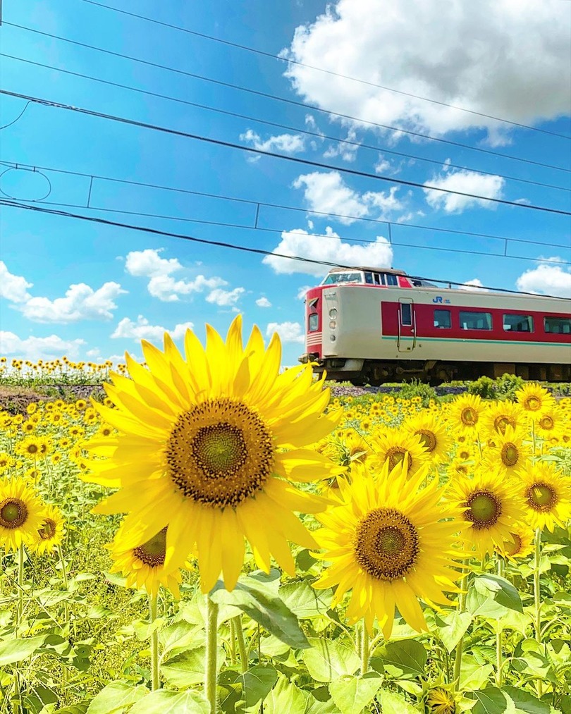 bullet train passing through sunflower field Japan