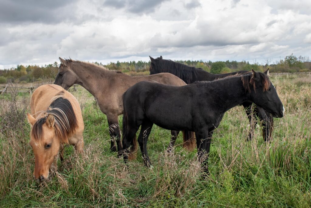 Four Ojobwe Spirit Horses grazing in a wild paddock of grass
