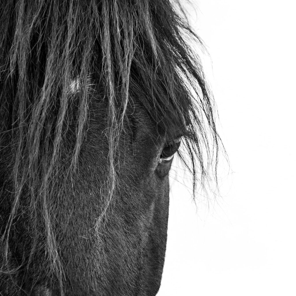 Black and white close up of Ojobwe Spirit Horse’s head, showing a kind eye and forelock