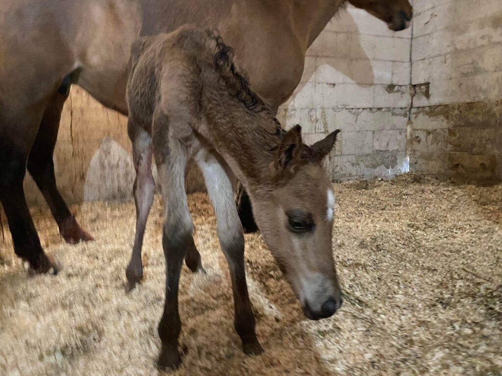 An Ojobwe Spirit Horse foal just born, of light brown color