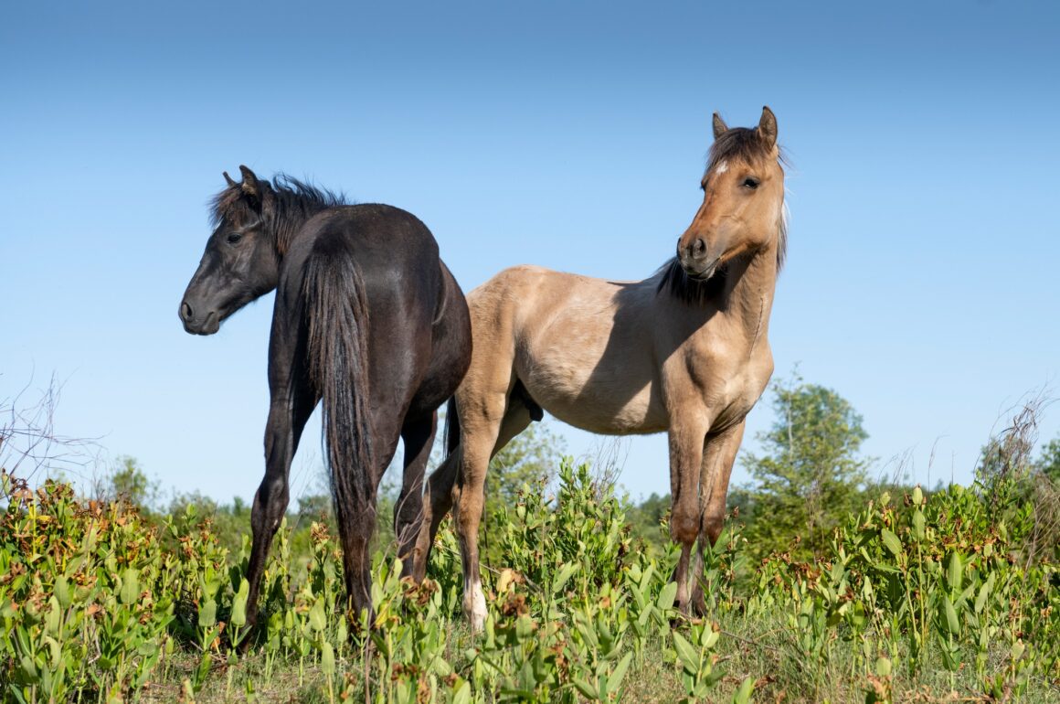 Two young Ojibwe Spirit Horses stand in a green field against a bright blue sky, one black and light tan