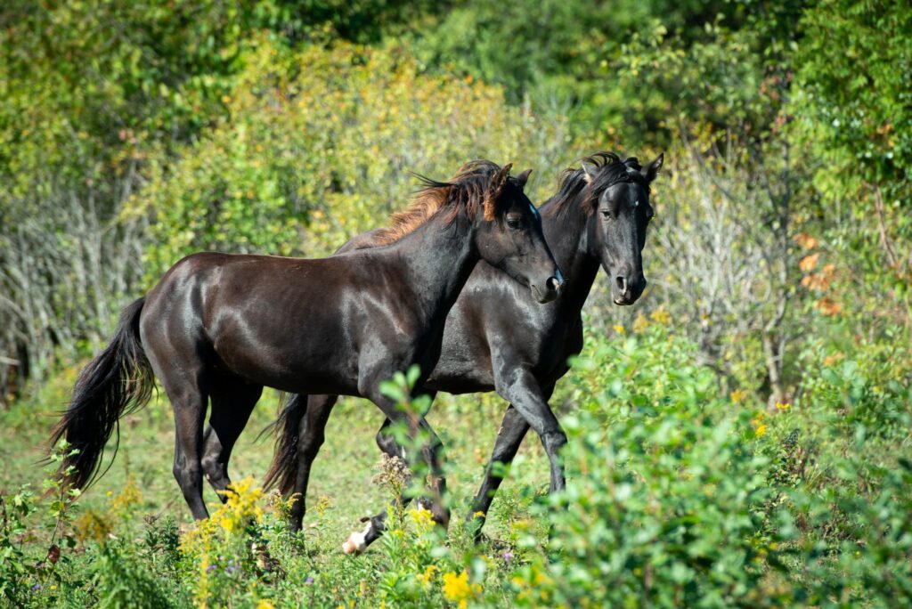 Two black Ojobwe Spirit Horses, gleaming in the sunshine as they walk in green meadows