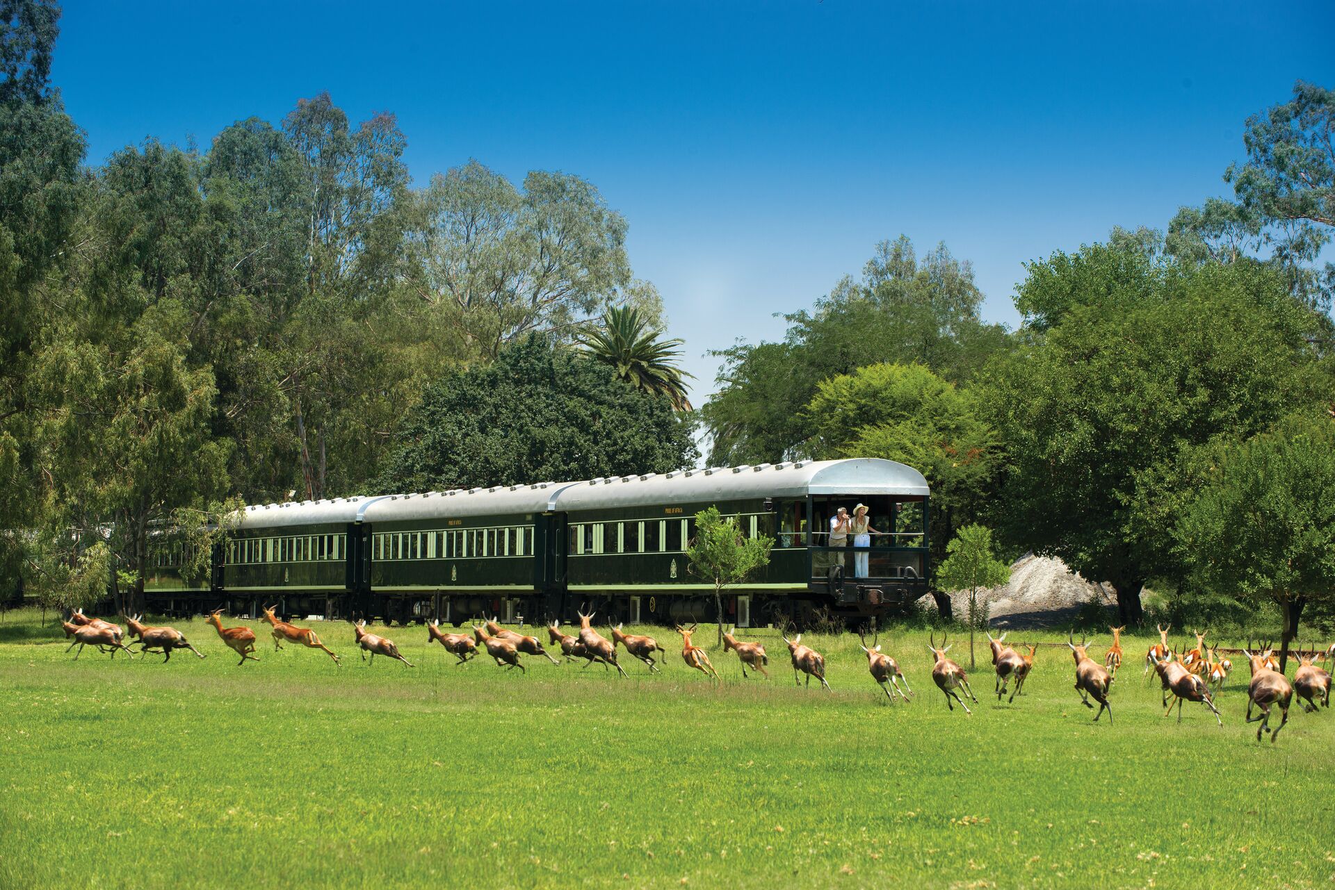 Rovos Rail train passing a herd of antelope 