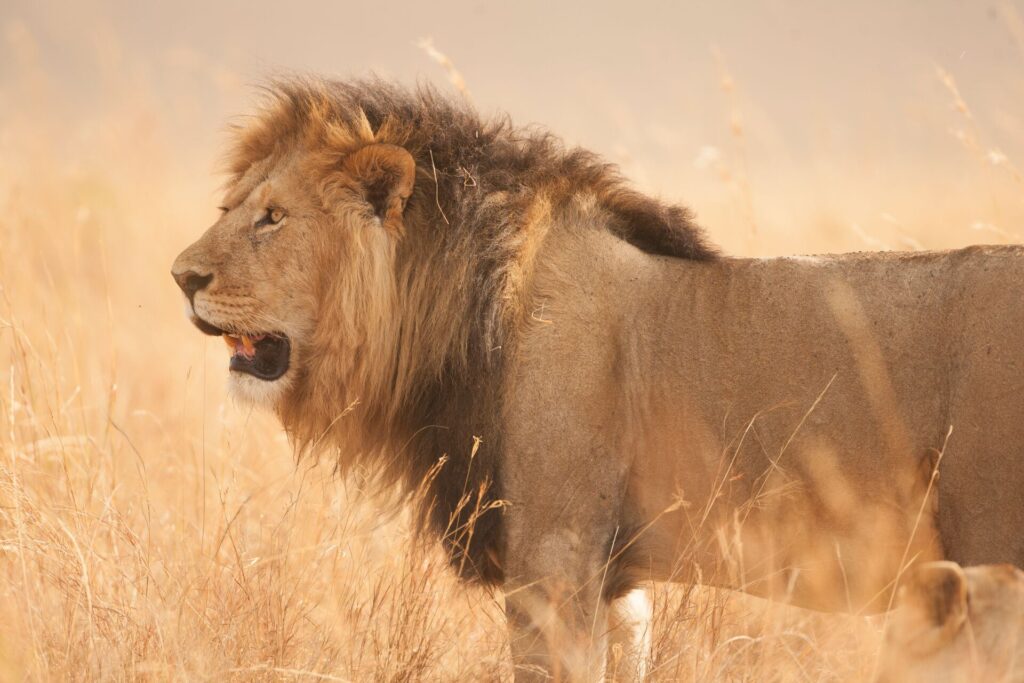 Close up image of a golden lion in a safari landscape
