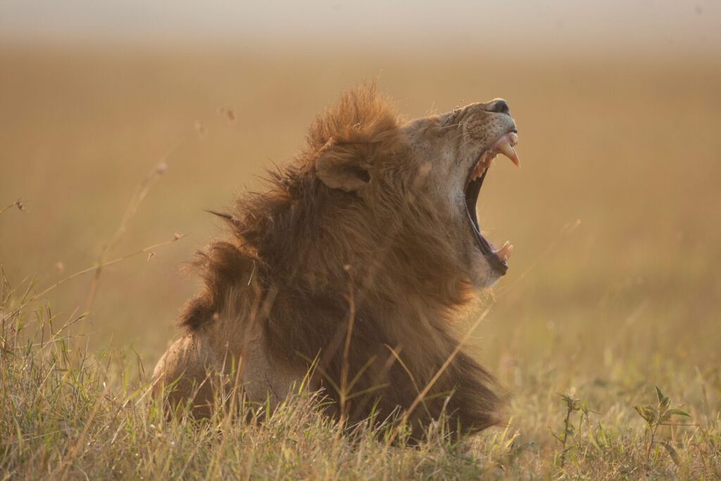 Close up of a lion’s head roaring, against a dusty brown backdrop