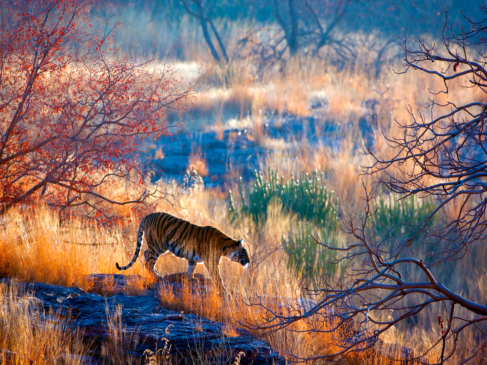Bengal tiger stalking through colourful landscape, India