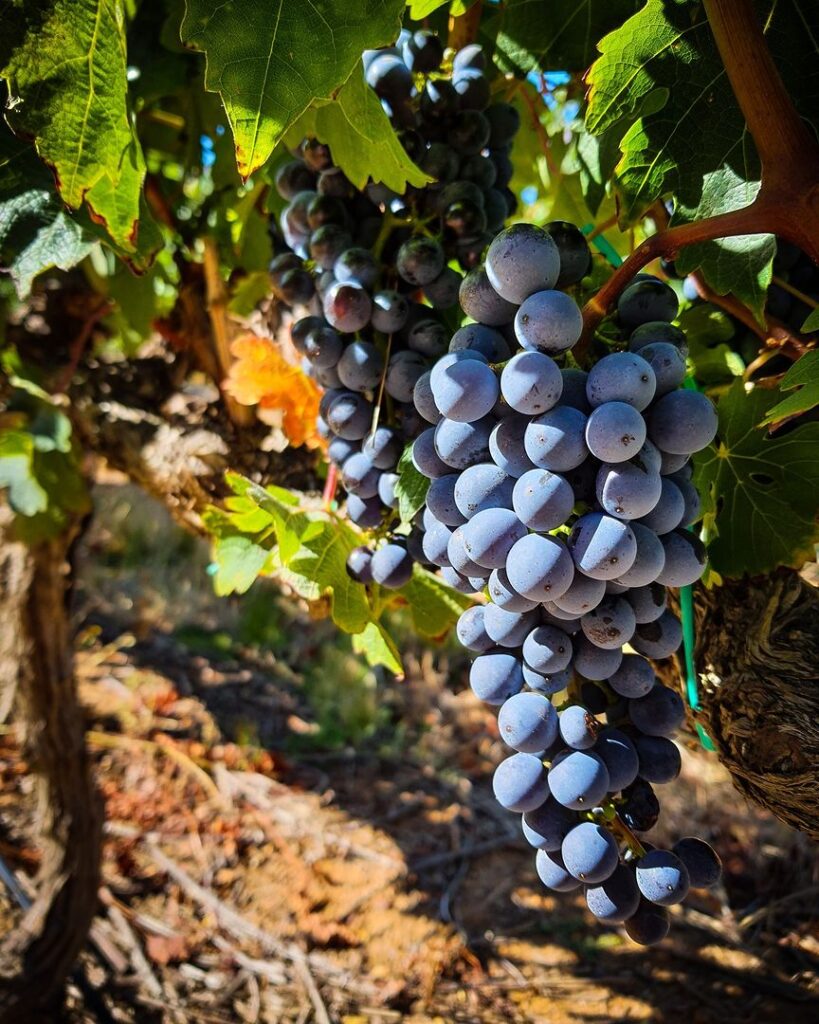 close up of black grapes ripening on green vines, with the sun on them