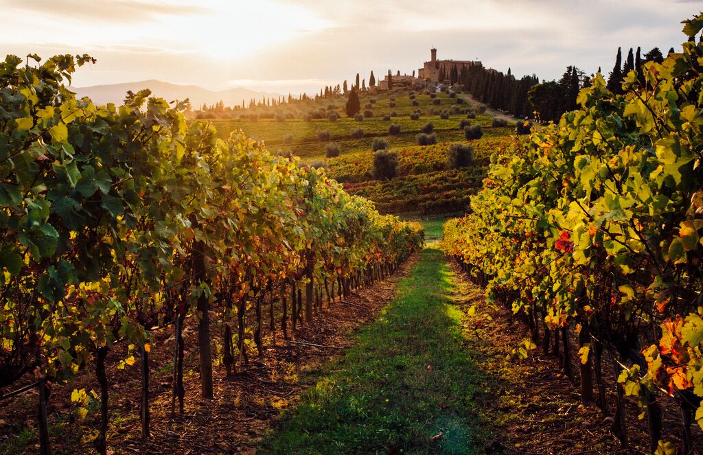 Sunset over vineyards in Tuscany