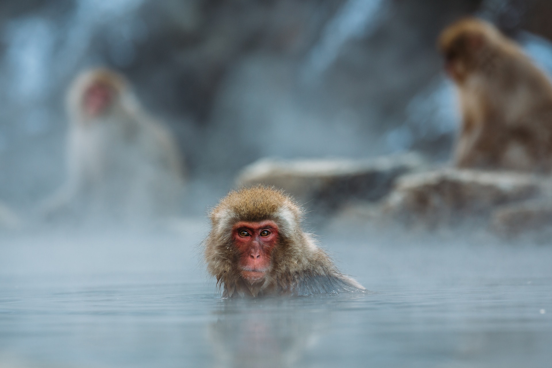 Close up of a snow monkey of Jigokundani in a hot spring