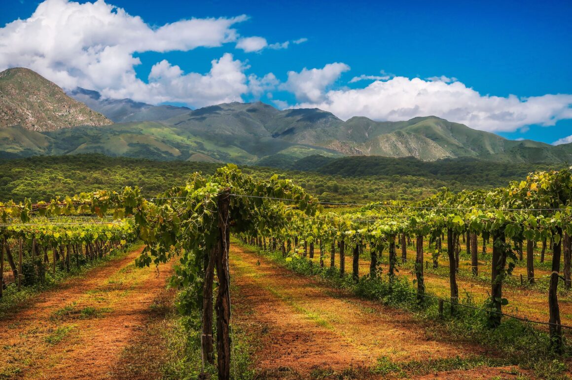 Vineyard in Argentina with mountains in background