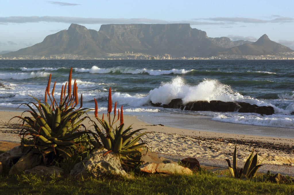 Table Mountain with sandy beach, breaking waves and foreground aloe succulent plants, Cape Town, South Africa