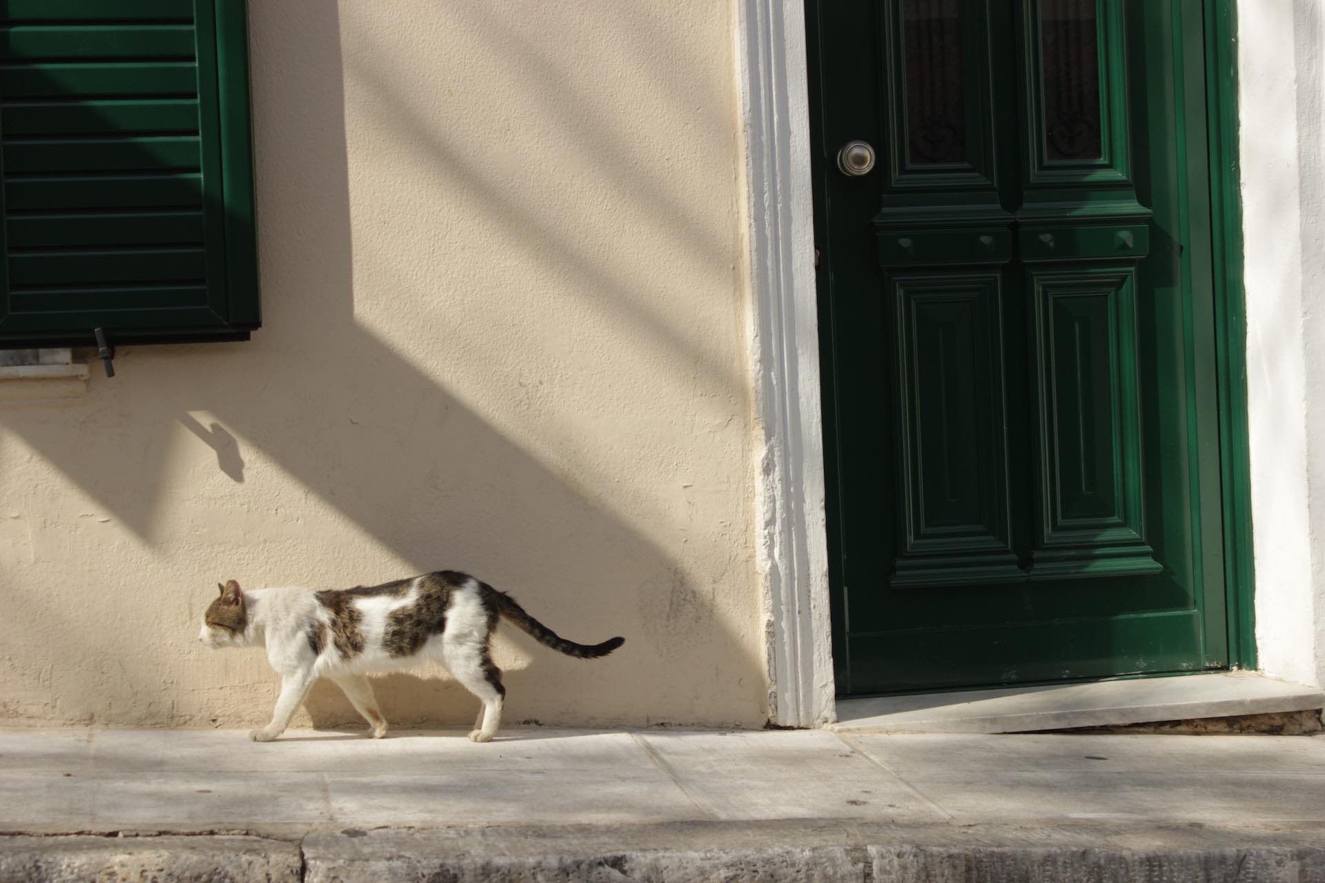Photograph of cat walking along wall with green door. Wildlife photography.