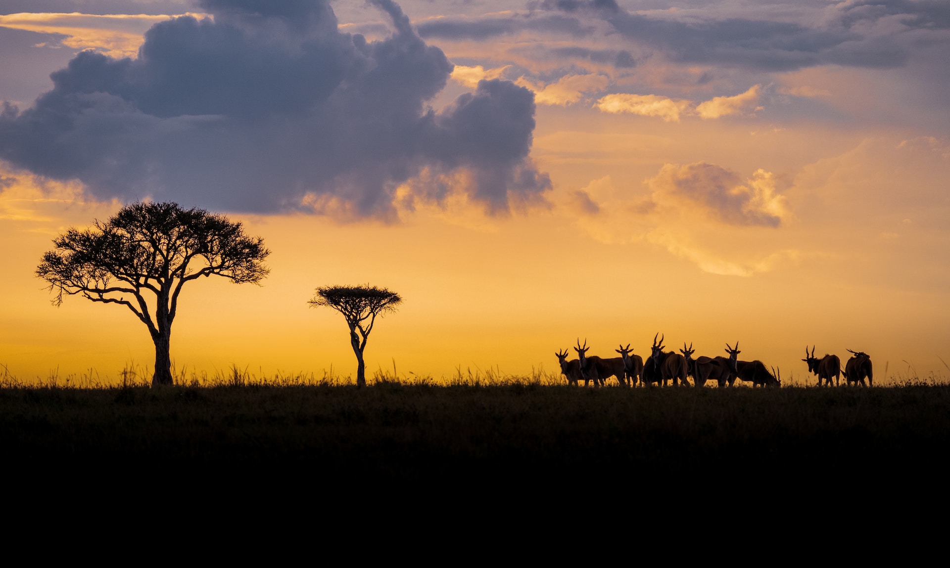 Photograph of safari animals in silhouette at sunset. Wildlife photography. 