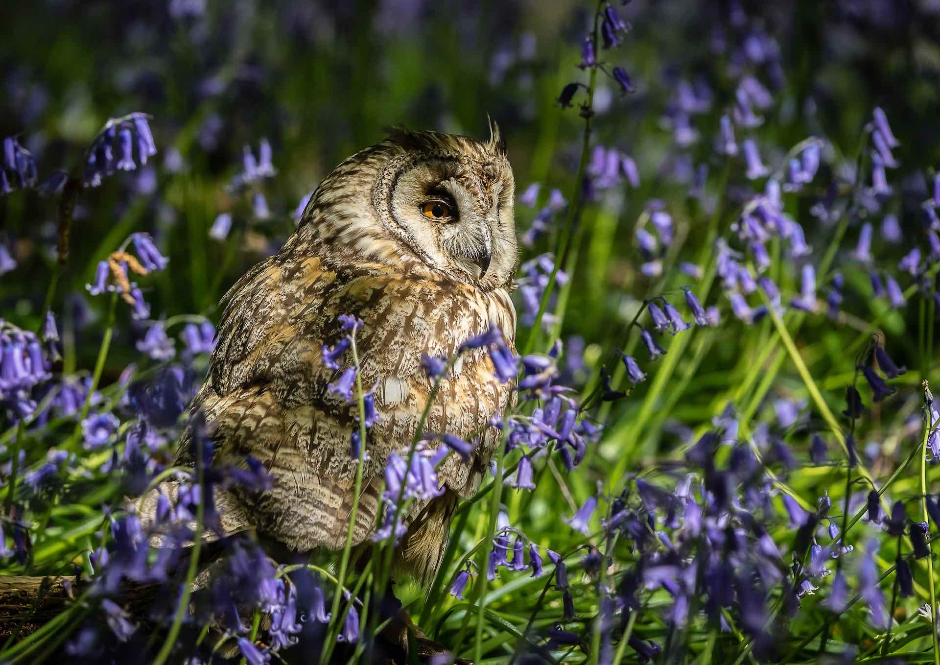 Close up of an owl in focus against purple flowers. Wildlife photography.