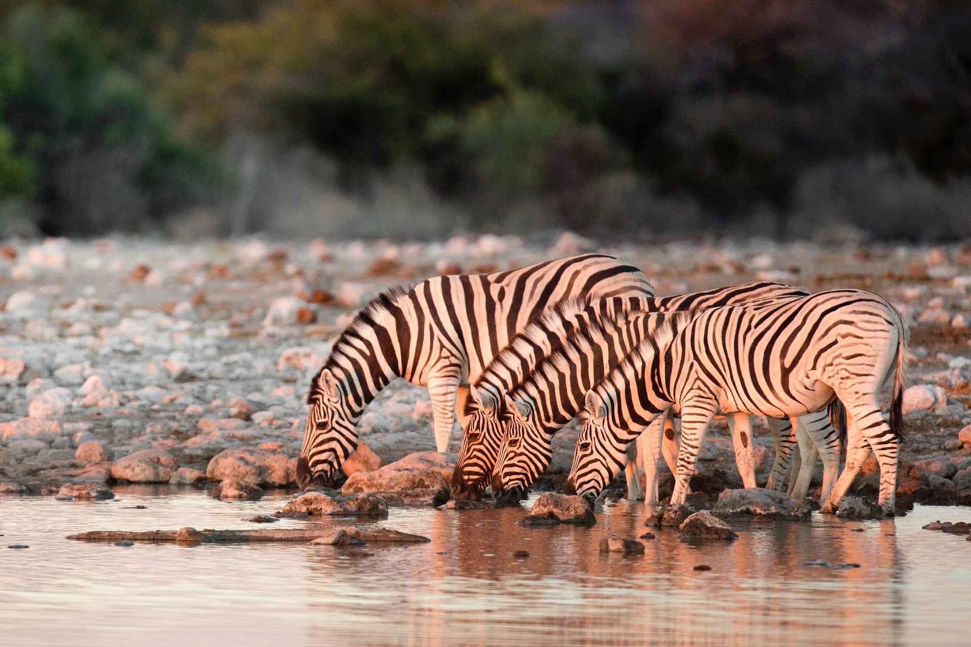Four zebras drinking water from a river. Wildlife photography.