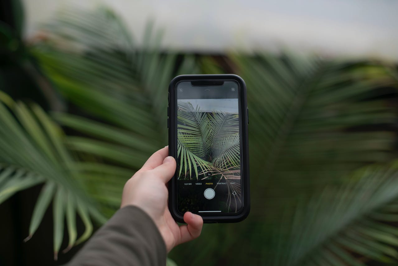 An iPhone taking a photograph of palm leaves 