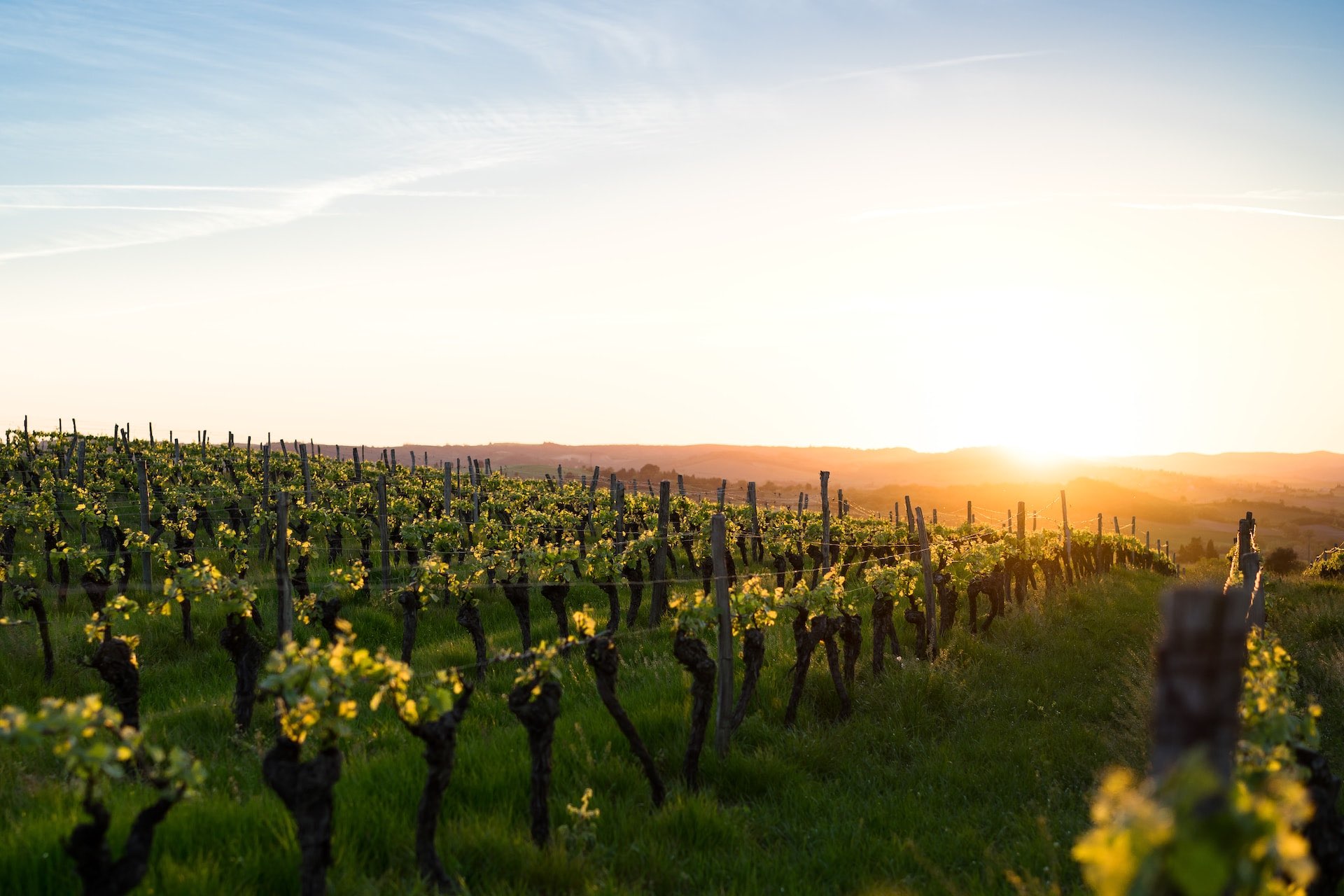 Vineyard at sunset in Languedoc, france 